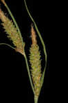 Upright sedge